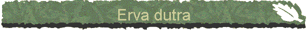 Erva dutra